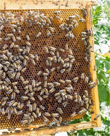 Bee frame filled with bees